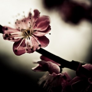 4410964402_bb9bc40d1a_z