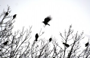 envol-oiseau-meilleures-photos-airs_188977