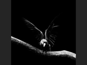 l-ara-deploie-ses-ailes_940x705