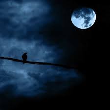 nuit oiseau lune