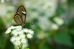 papillons-liberte 7-filtered