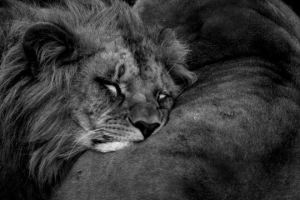 385458-le-grand-sommeil