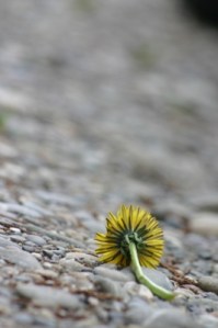 592048-fleur-abandonnee