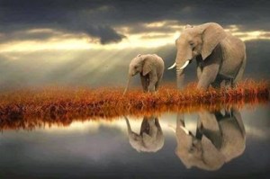 Reflection !! Amazing Shot
