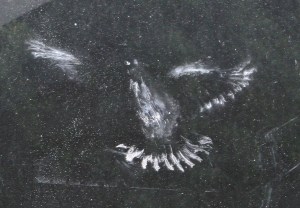 trace-oiseau-vitre-poudre-14