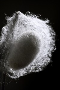 Cocon de soie de Bombyx du mûrier sur brindille Allemagne -  - Zernikow, près de Grosswoltersdorf -