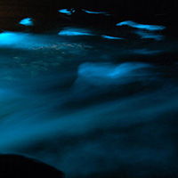 montego-bay--croisire-sur-le-lagon-lumineux-luminous-lagoon-81519