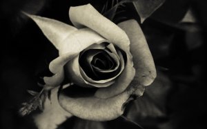 312545__black-rose_p